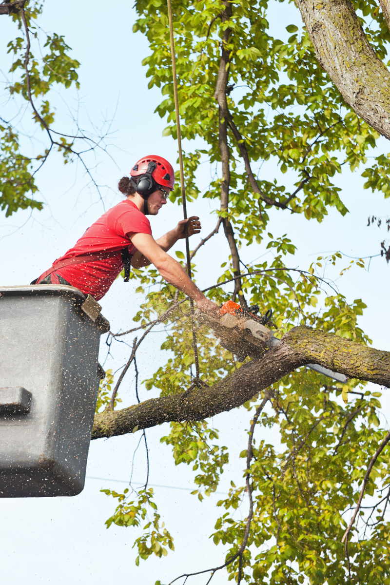 tree services