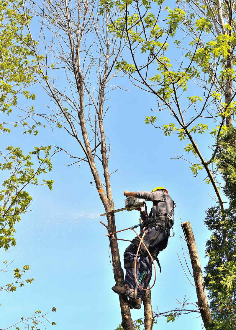 Tree trimming