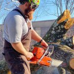 Tree Cutting in Lenoir City, Tennessee
