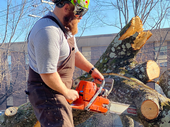 Tree Cutting in Knoxville, Tennessee