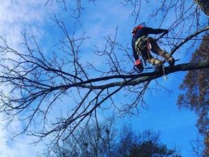 Cutting Down Trees in Lenoir City, Tennessee