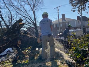 Tree Services in Lenoir City, Tennessee