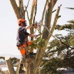 Tree Maintenance in Lenoir City, Tennessee
