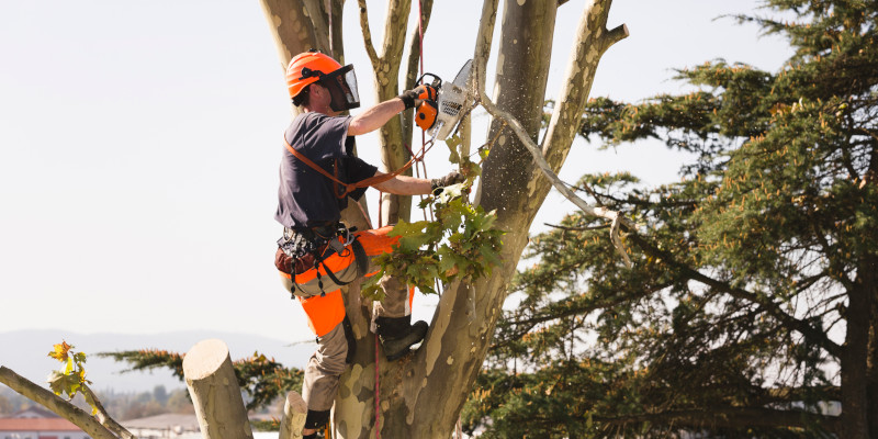 Tree Maintenance in Seymour, Tennessee