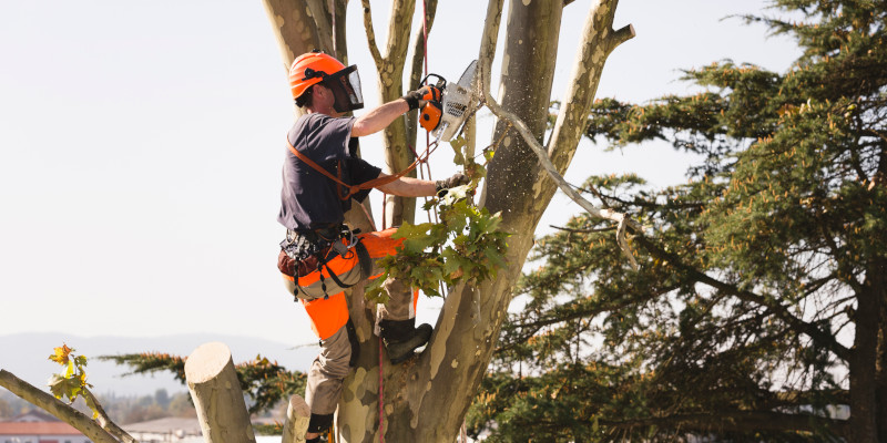 Tree Maintenance in Farragut, Tennessee