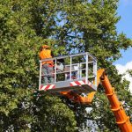 Tree Company in Lenoir City, Tennessee