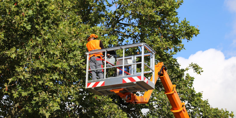 Tree Trimming in Lenoir City, Tennessee