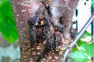 Four Indicators You Should Plan for Tree Removal