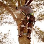 Tree Removal in Knoxville, Tennessee