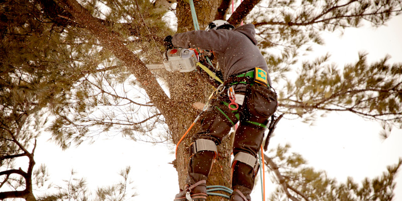 Tree Removal in Knoxville, Tennessee