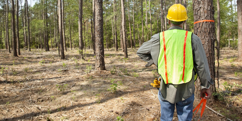 An Arborist is Really a Tree Scientist