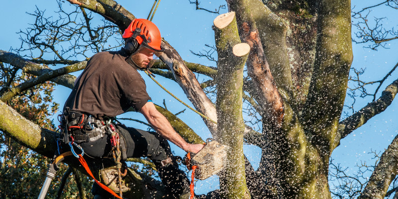 Arborist in Knoxville, Tennessee