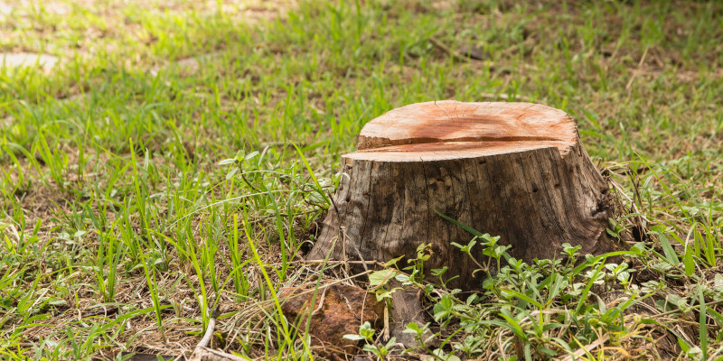 The 3 Benefits of Stump Removal