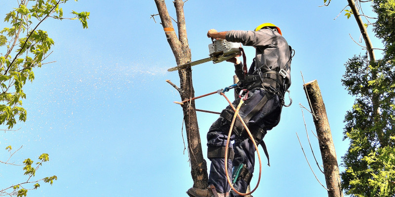 JC’s Tree and Landscape Service in Knoxville, Tennessee