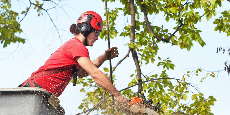 Spring Tree Care in Knoxville, Tennessee