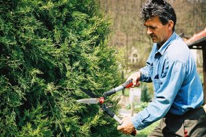 Common Tree Services That Will Benefit Your Yard