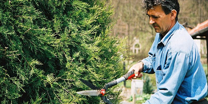Common Tree Services That Will Benefit Your Yard