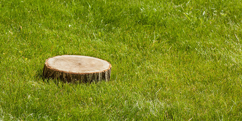 Leave the Stump Removal Project to the Professionals