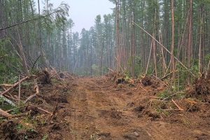 Efficient Land Clearing Helps You Achieve Your Goals Quicker