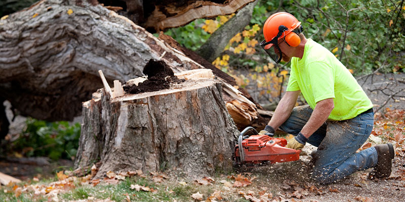 Give Up the DIY Tree Services and Relax