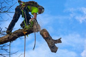 Got Questions About Tree Removal? We’ve Got the Answers You Seek