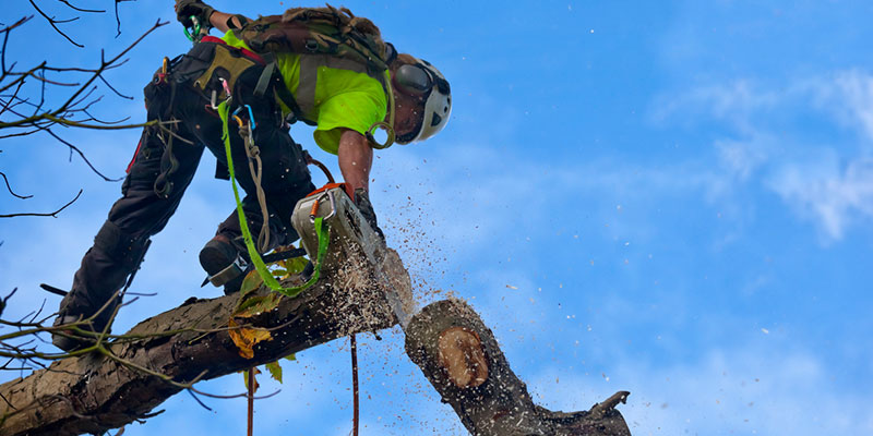 Got Questions About Tree Removal? We’ve Got the Answers You Seek