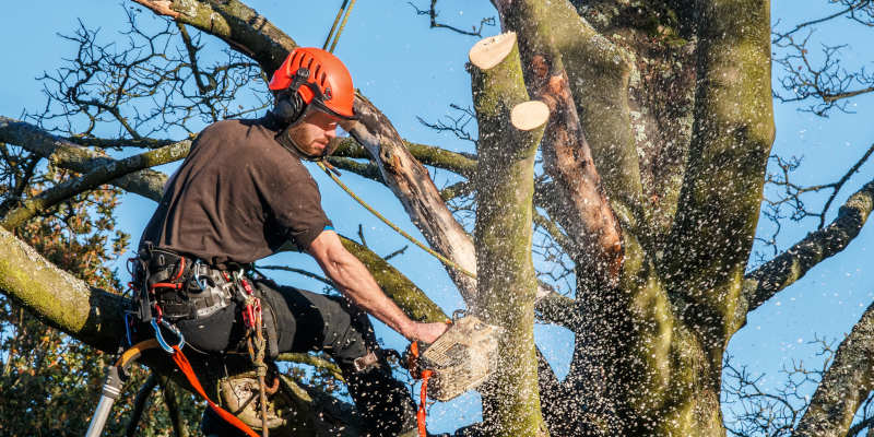 Tree Services in Knoxville, Tennessee