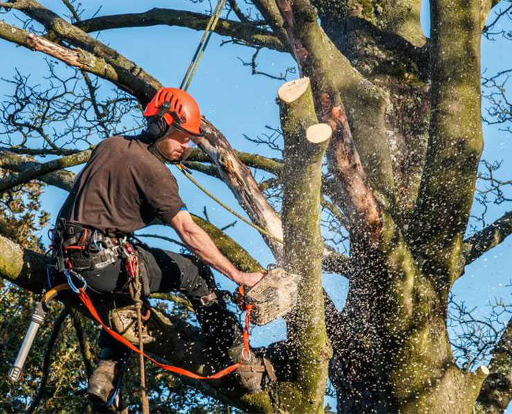 Arborist in Knoxville, Tennessee